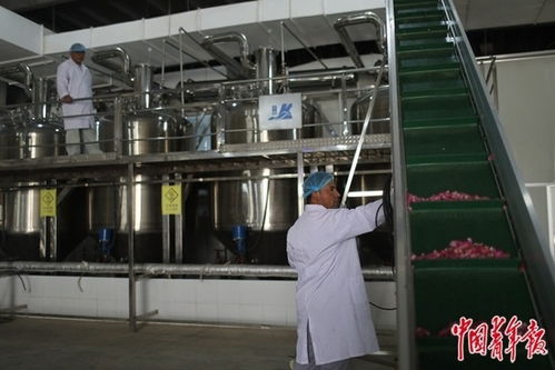 玫瑰在沙漠盛開(kāi)