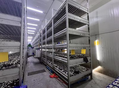 江都大橋:智能種植 科技蘑菇&ldquo;跳&rdquo;上海外餐桌